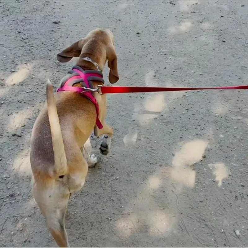 SELANİK’TE KÖPEK SAHİPLERİNE SIKI DENETİM: HER ALTI KİŞİDEN BİRİ CEZA ALDI